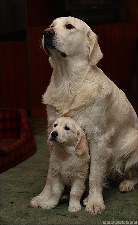 Wie der Papa so der sohn