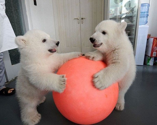 WOW die sind sooooooo suess