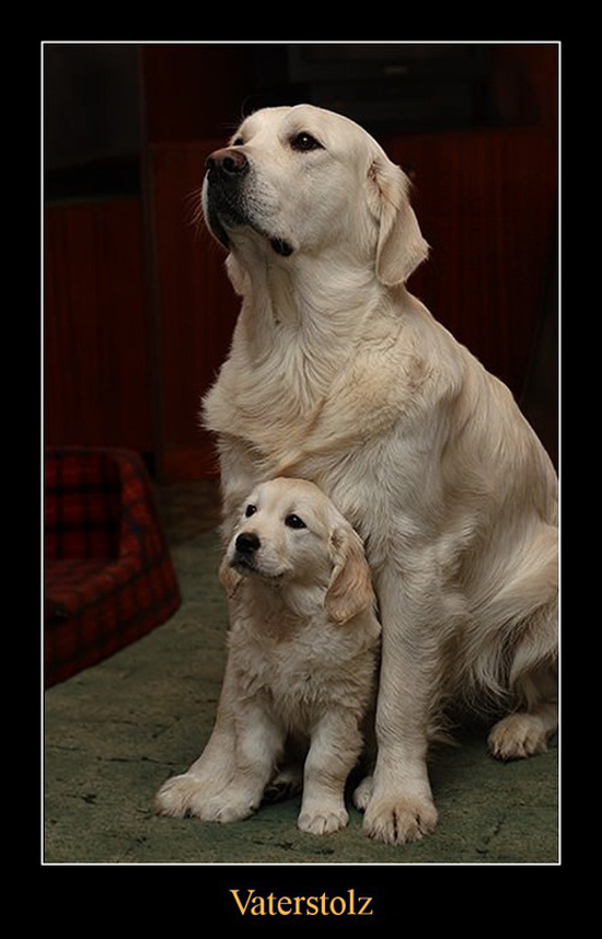 best of demotivators