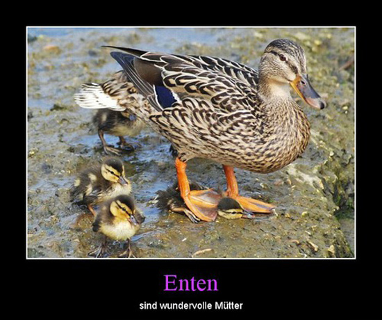 best of demotivators