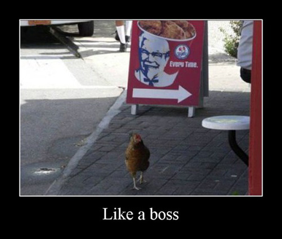 best of demotivators
