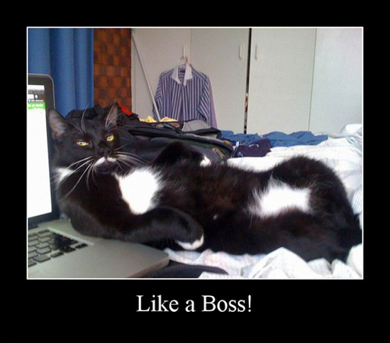 best of demotivators