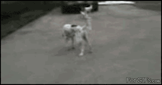 Er stellt sich Tod - GIF