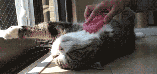 Ohh so ein Chillaxer - GIF