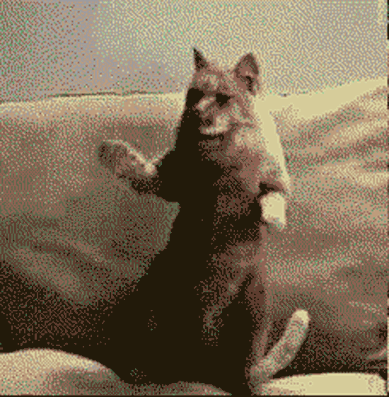 ShakeCat - GIF