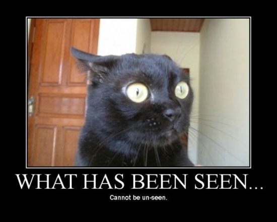 OMG was hat die Katze gesehen