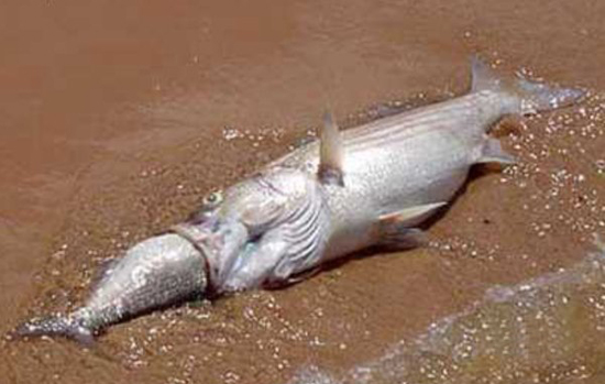 Fisch verschluckt Fisch