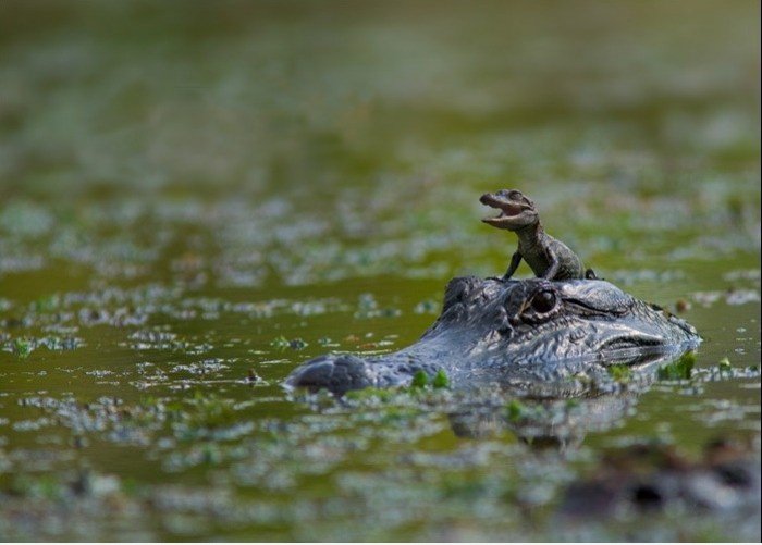 Son wo sind die Täter?