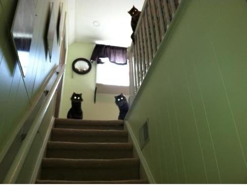 Fear The Lazer Cats!