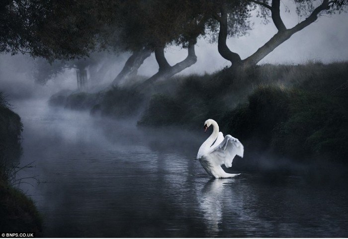 Swan.