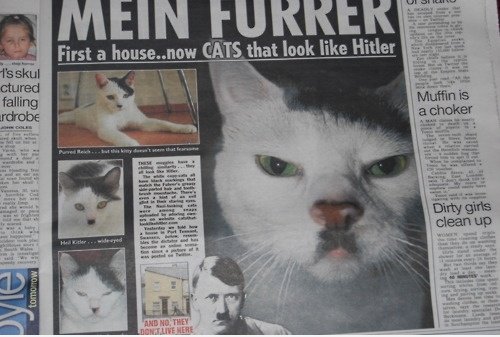 Hitler Cat