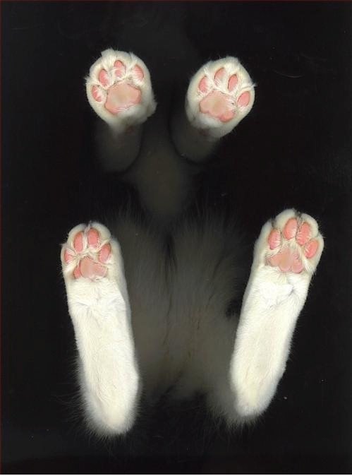 Meine Katze, die auf dem Scanner
