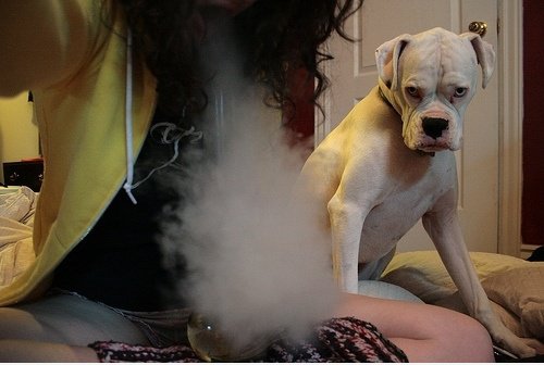Missbilligenden Hund missbilligenden