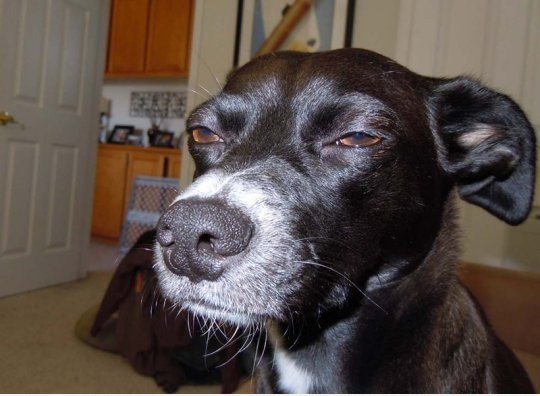 Suspicious Dog is watching you