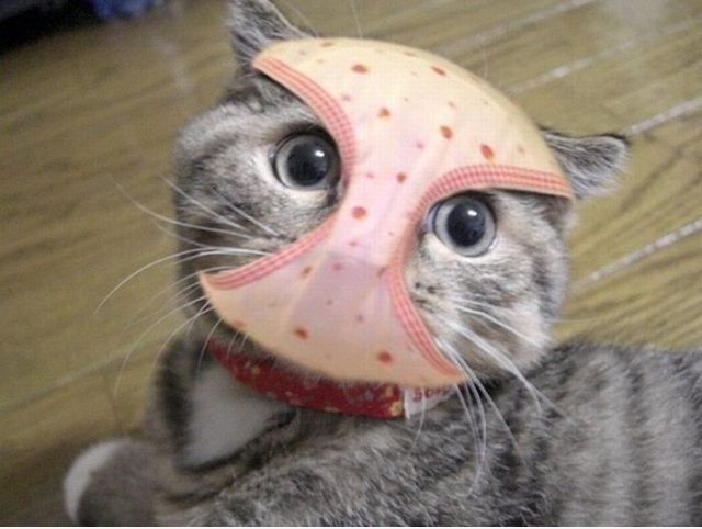 "Hallo, ich bin Spiderman!"