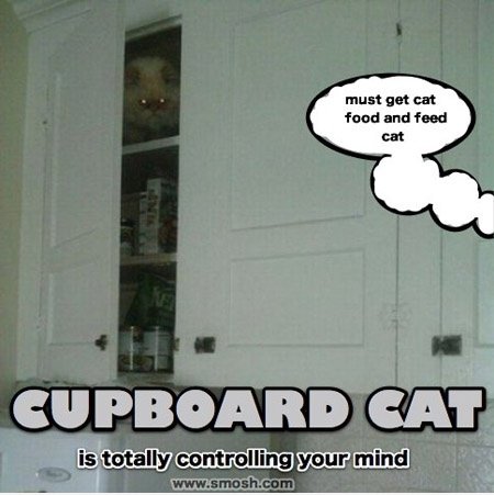 Schrank cat