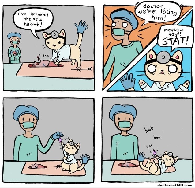 Doktor Katze in einem Chirurgie