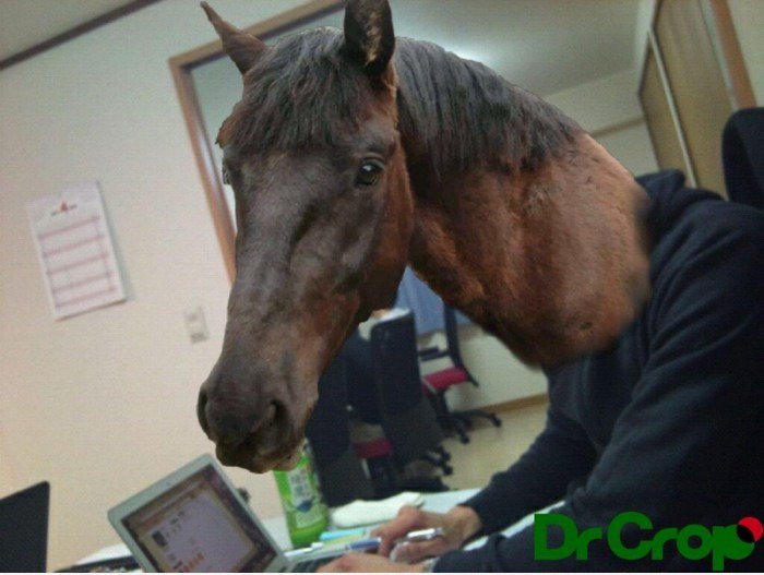 Pferd Mann