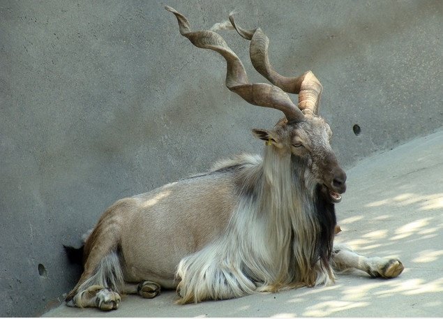 Das Horn. LOOK AT THE HORN!