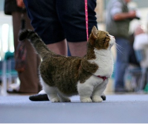 Munchkin - Katze mit kurzen Beinen. : D