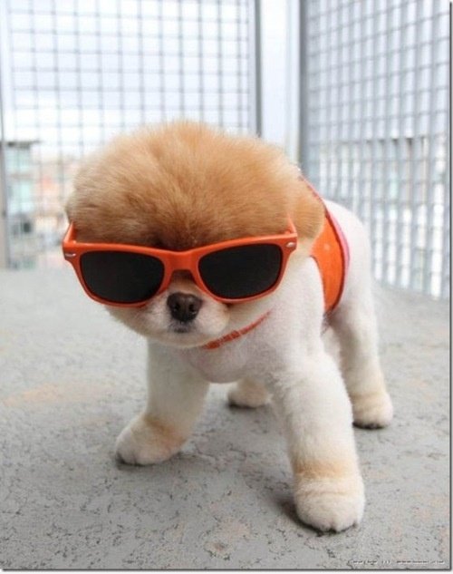 Cool dog widerlegt hot dog Klischee