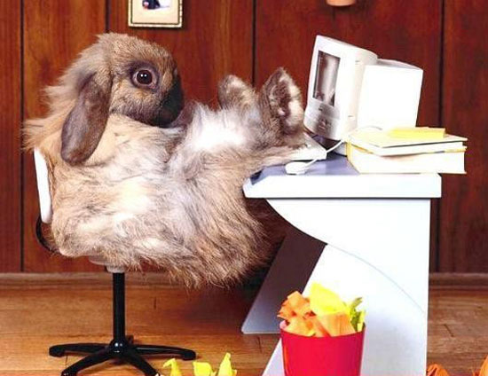 hase am facebooken abchillen
