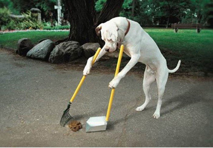 Dog säubert eigene s ** t