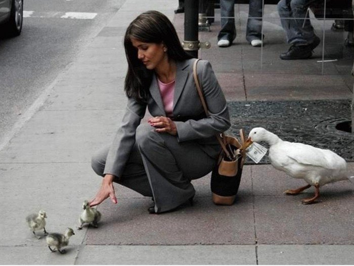 Mind the DUCKS!