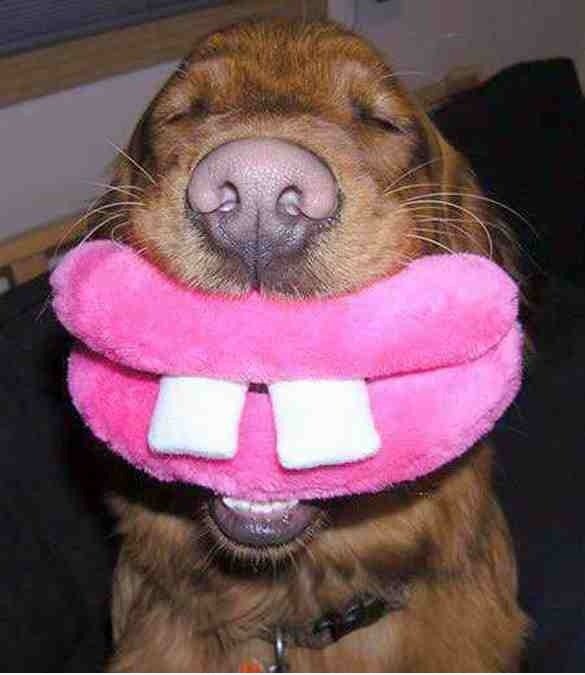 Funny dog