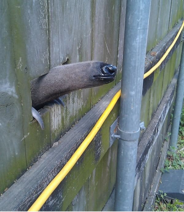 Anteater glory hole