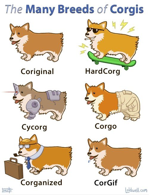 Die vielen Rassen von Corgi