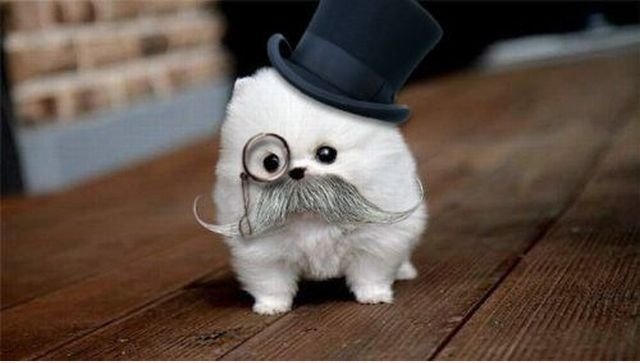 Ich kann mich nicht entscheiden, ob dies ein Hund oder eine Katze ...