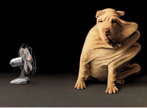 Blown Shar Pei
