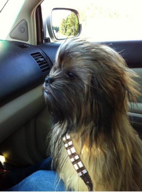 Mein Hund, Chewie