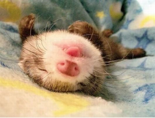 Ich will nicht sagen "aww" Weil ich denke, es könnte tot sein.