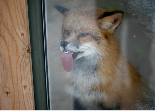 Firefox hat ein unerwartetes Problem mit Fenstern gestoßen ..