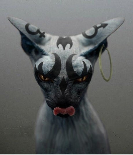 Amerikaner McGees Cheshire cat IRL