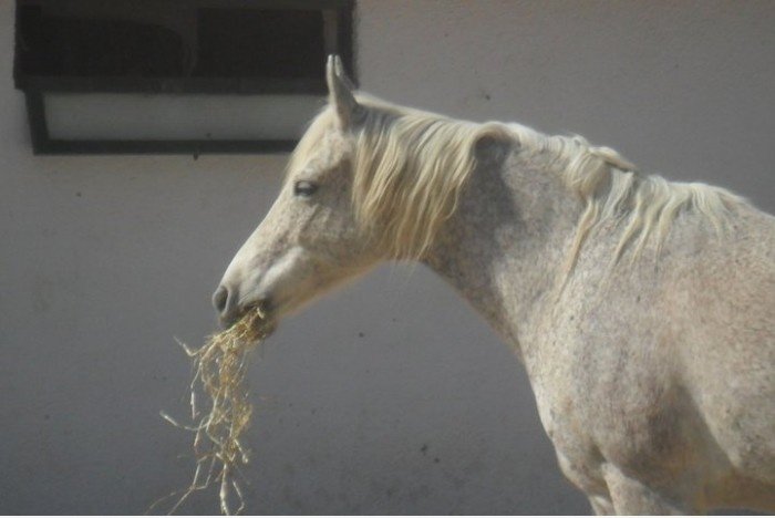 Ist das Pferd - oh, Nevermind ...