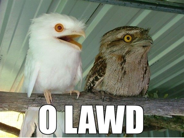 Diese Vögel sind ausgeflippt suchen, ich will ein