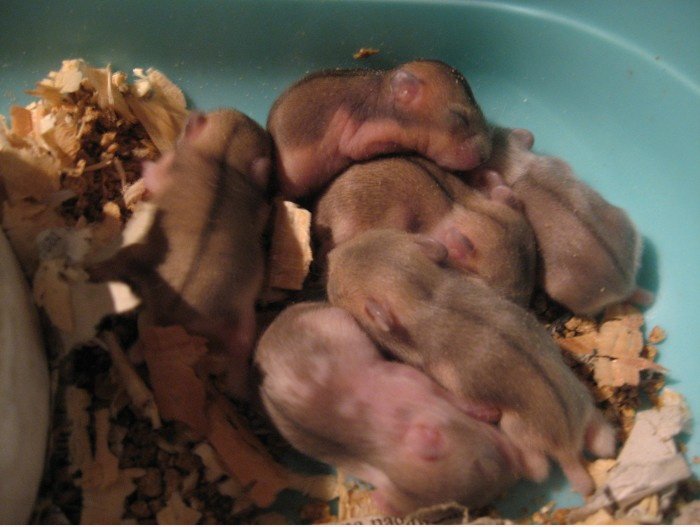 Meine süße Baby Hamster! (6 Tage alt)