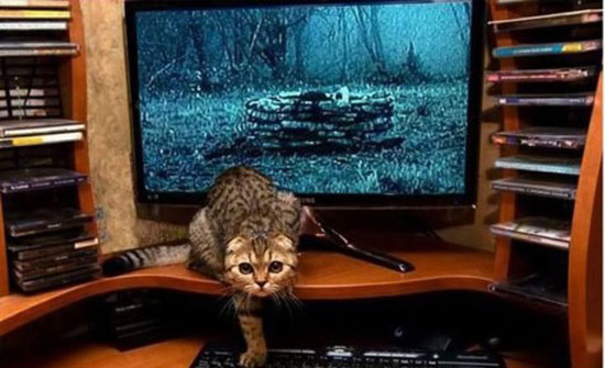 the ring cat katze