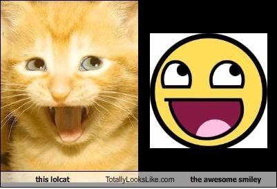 Jajajaj Ich liebe die Katze pic