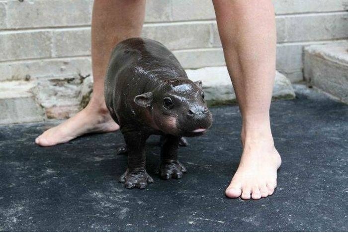 Tiny Hippo
