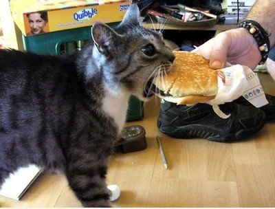 Nom nom nom