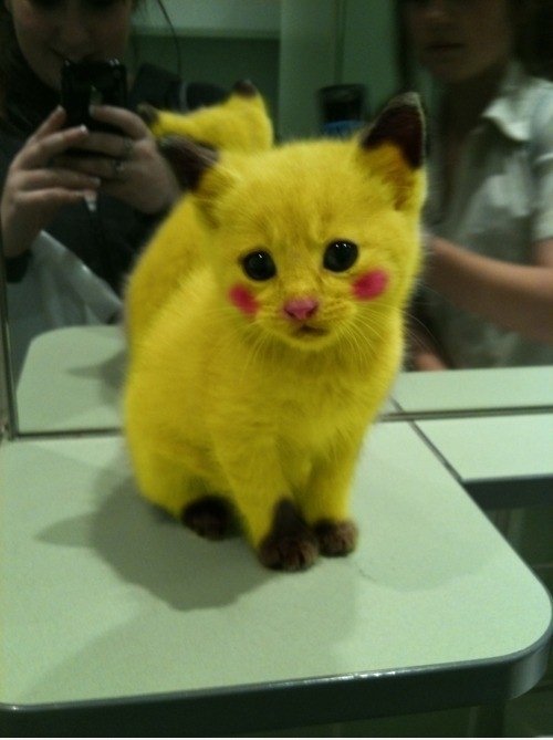 Pikachu ist real