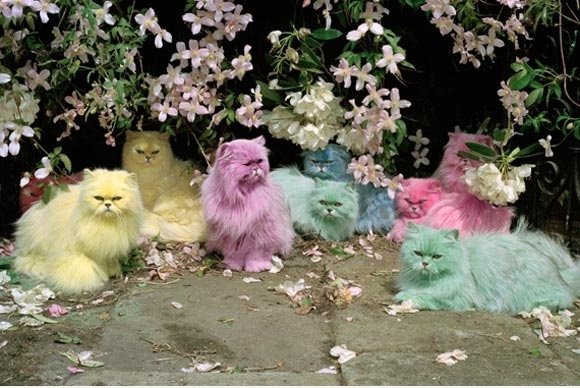 Bunte Katzen