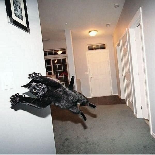 Katze den Ball!