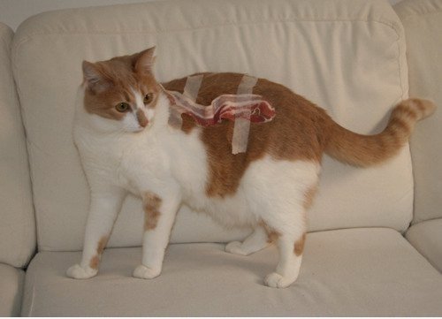 Cat-Speck