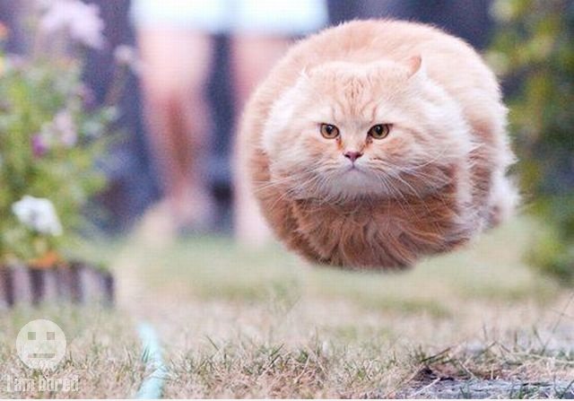Hover Cat!