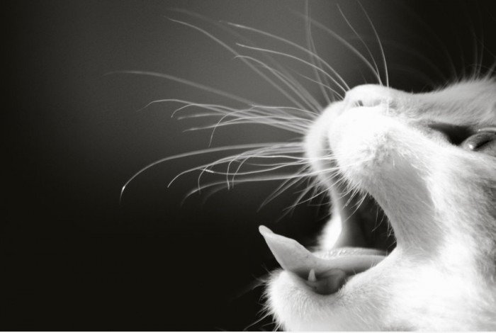 Yawwwn!
